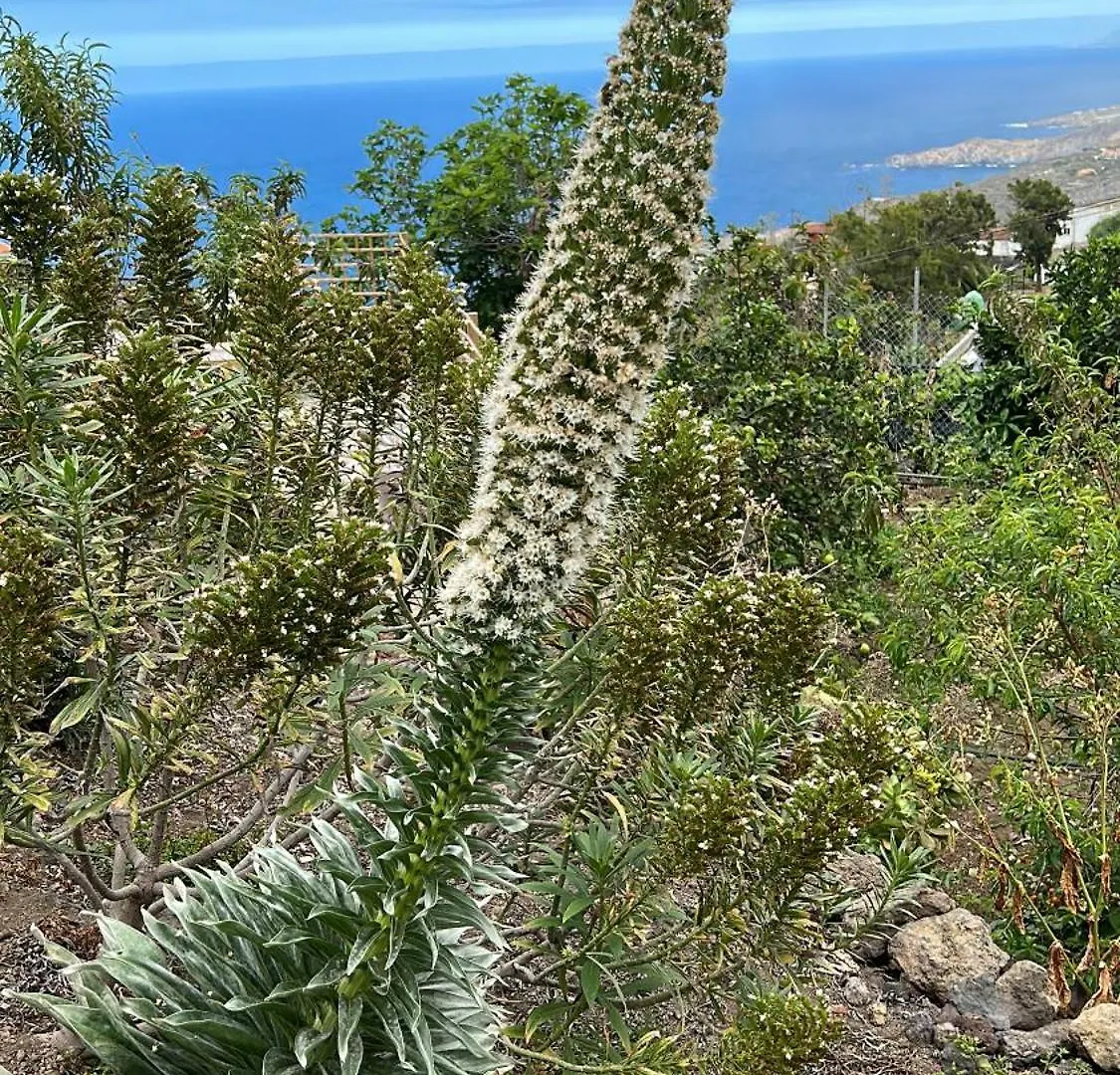 Casa La Oliva Lägenhet Garachico