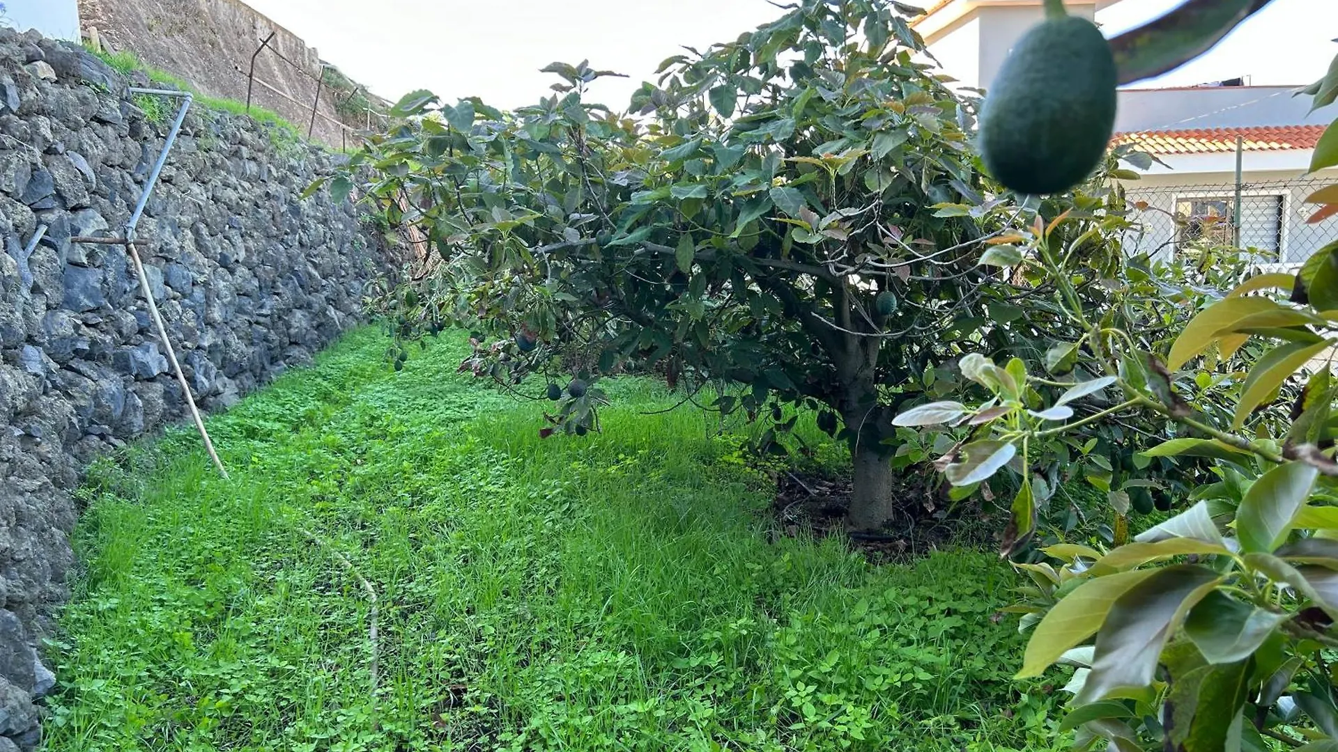 Casa La Oliva Lägenhet Garachico